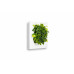 LivePicture Go (white) | Plant Painting  | Living art | Living wall | 52 x 52 x 11 cm | small