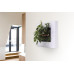 LivePicture Go (white) | Plant Painting  | Living art | Living wall | 52 x 52 x 11 cm | small