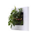 LivePicture Go (white) | Plant Painting  | Living art | Living wall | 52 x 52 x 11 cm | small