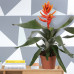 Aechmea Pepita Elegant Flames double