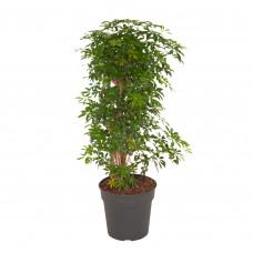 Schefflera Luseana bush