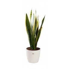 Sansevieria Laurentii met pot