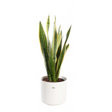 Sansevieria Laurentii met pot