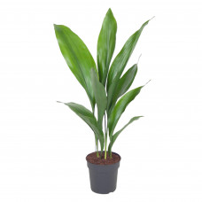 Aspidistra