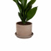 Aspidistra met pot