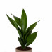 Aspidistra met pot