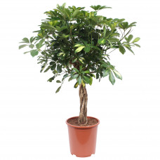 Schefflera Arboricola Gold Capella