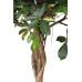 Schefflera Arboricola Gold Capella