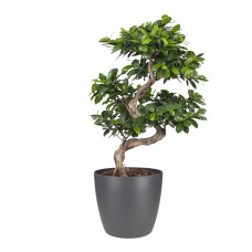 Ficus Gin Seng Bonsai met Elho Brussels Round 30cm pot Antracite