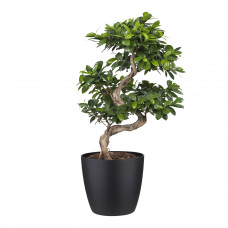 Ficus Gin Seng Bonsai met Elho Brussels Round pot Black