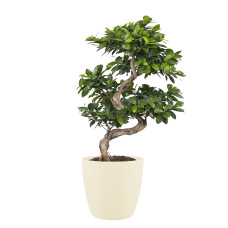 Ficus Gin Seng Bonsai met Elho Brussels Round pot Soap