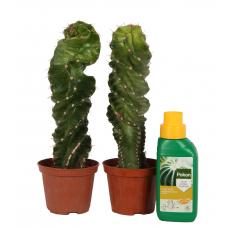 Spiraalcactus