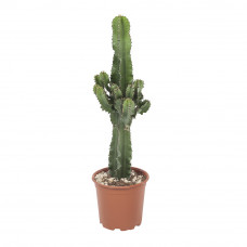 Euphorbia cactus