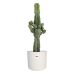 Euphorbia cactus in ® ELHO b.for soft sierpot