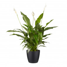 Lepelplant Spathiphyllum Vivaldi Elho Brussels Round Black