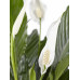 2 stuks Lepelplant Spathiphyllum Vivaldi