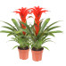 Guzmania Calypso double