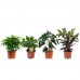 Combibox Ficus, Koffieplant, Olifantsoor of Skeletplant, Calathea