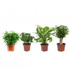 Combibox hippe kamerplanten (Ficus Green Kinky, Koffieplant, Dieffenbachia compacta, Ficus Natasja)