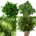 Combibox hippe kamerplanten (Ficus Green Kinky, Koffieplant, Dieffenbachia compacta, Ficus Natasja)