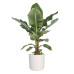 Musa in ® ELHO b.for soft sierpot