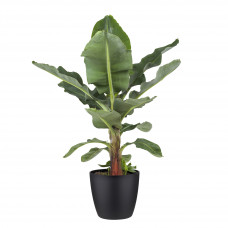 Musa bananenplant met Elho Brussels Round pot Black