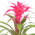 Guzmania Deseo Pink single