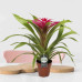 Guzmania Deseo Pink single