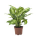 Dieffenbachia Compacta