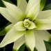 Guzmania Deseo White double