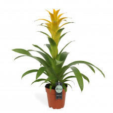 Guzmania Deseo Yellow single