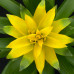 Guzmania Deseo Yellow double