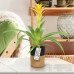 Guzmania Deseo Yellow double