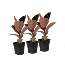 Trio Ficus Elastica Belize