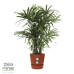 Rhapis Excelsa in Elho® Greenville pot