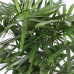 Rhapis Excelsa in Elho® Greenville pot