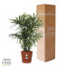 Rhapis Excelsa in Elho® Greenville pot