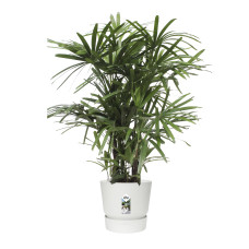 Rhapis Excelsa in Elho® Greenville pot