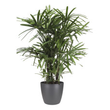 Rhapis Excelsa met Elho Brussels Round pot Antracite