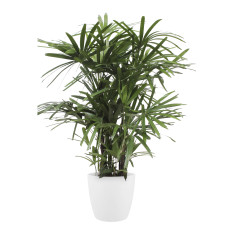 Rhapis Excelsa met Elho Brussels Round pot White