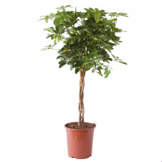 Schefflera Arboricola gold capella