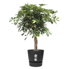 Schefflera Arboricola Gold Capella in Elho® Greenville pot