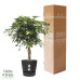 Schefflera Arboricola Gold Capella in Elho® Greenville pot