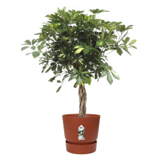 Schefflera Arboricola Gold Capella in Elho® Greenville pot