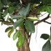 Schefflera Arboricola Gold Capella in Elho® Greenville pot