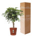 Schefflera Arboricola Gold Capella in Elho® Greenville pot