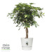 Schefflera Arboricola Gold Capella in Elho® Greenville pot