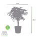 Schefflera Arboricola Gold Capella in Elho® Greenville pot