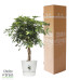 Schefflera Arboricola Gold Capella in Elho® Greenville pot