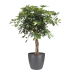 Schefflera Arboricola gold capella met Elho Brussels Round pot Antracite